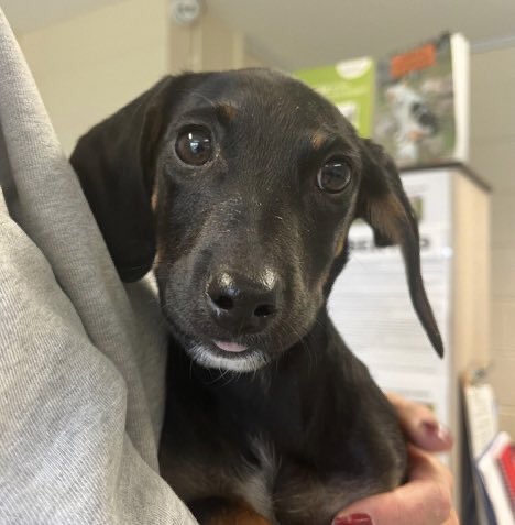 🆘 #SAUSAGEARMY LOOK 👀 at this FOUND PUPPY! - do u recognise this #daxie? He was found this morning in #PrincesRisborough #HP27 - call SDK ☎️ 03444 828 300 quoting ref: WDC 3108231130 - NO MICROCHIP - #stray #TagTheDogTeam he could b #lost or #stolen frm anywhere! #Dachshund X