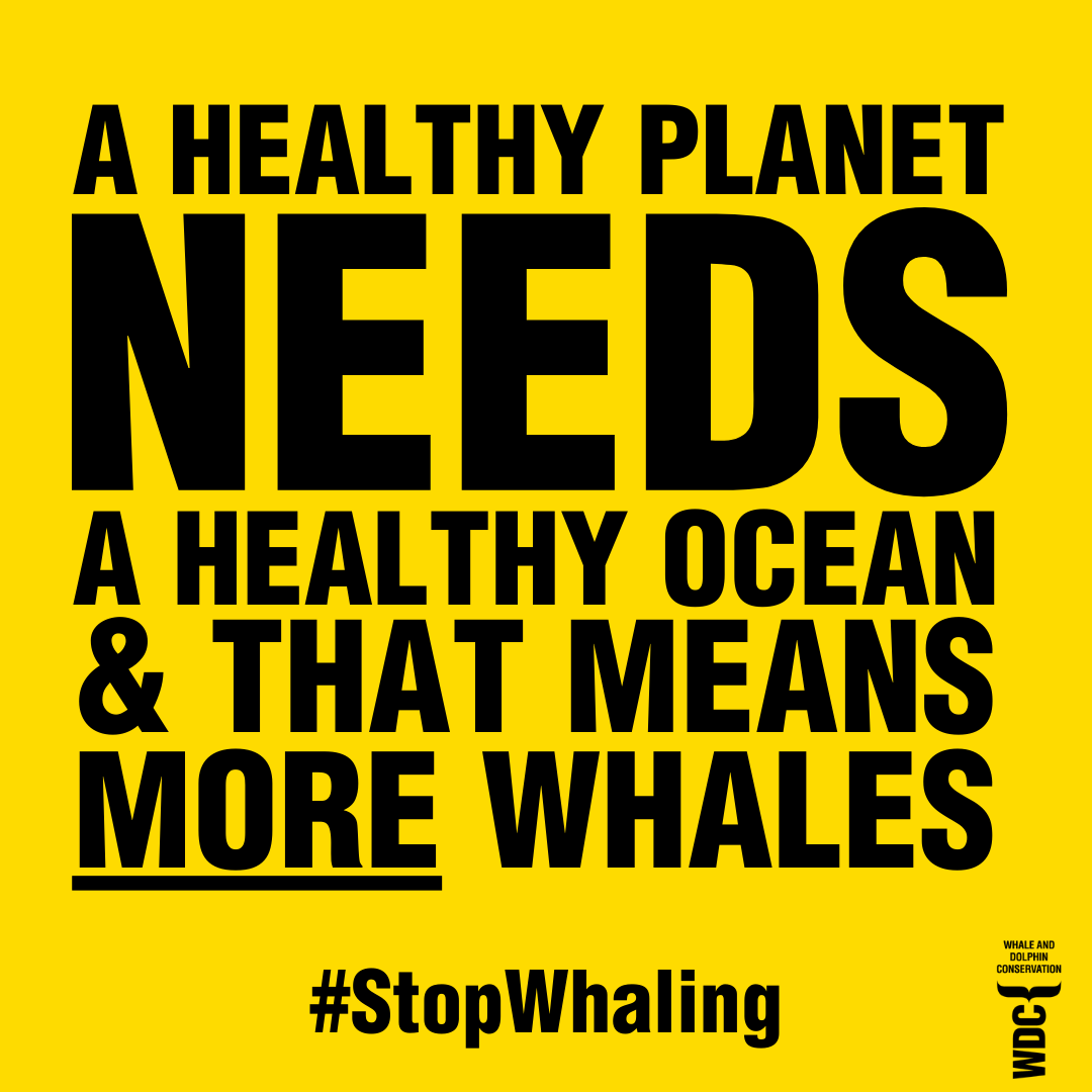 whalesorg_de's tweet photo. 🚨 Shocking #news from #Icland: Fisheries Minister @svasva has just announced that #whaling will be allowed again under "stricter regulations".😠
The claim that with better training and equipment for whalers, or with better killing methods, whaling could ever be humane is a #joke.🙅♀️ We are deeply disappointed that the decision of the Icelandic government is to re-allow whaling after suspending the killing this season. We have been engaging with the government and our partners on the ground to expose the cruelty and show that hunting #whales at sea can never take place humanely. We will keep fighting until this barbaric killing comes to an end - the majority of Icelanders back an end to whaling and we stand beside them. 🙌
#SaveTheWhaleSaveTheWorld 📢💙🐋