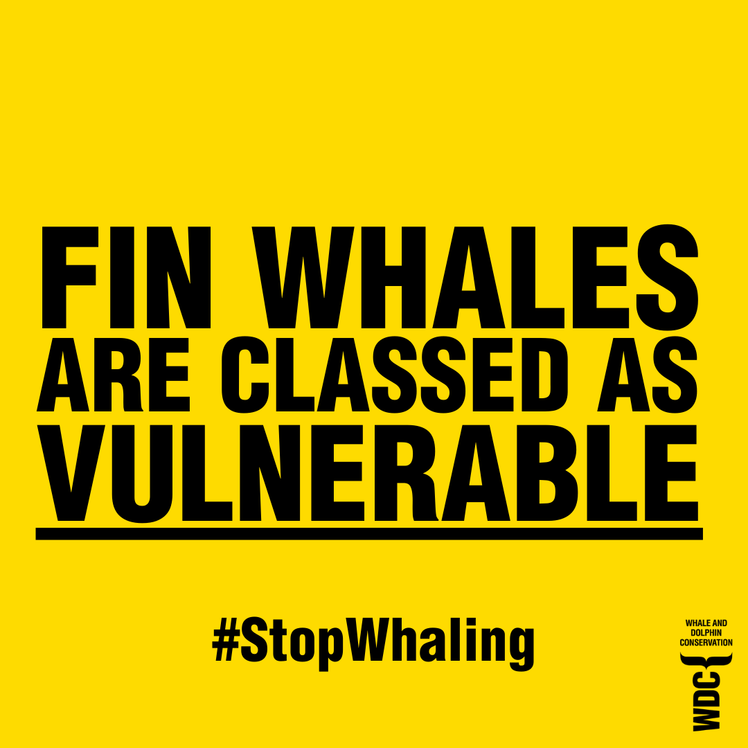 whalesorg_de's tweet photo. 🚨 Shocking #news from #Icland: Fisheries Minister @svasva has just announced that #whaling will be allowed again under "stricter regulations".😠
The claim that with better training and equipment for whalers, or with better killing methods, whaling could ever be humane is a #joke.🙅♀️ We are deeply disappointed that the decision of the Icelandic government is to re-allow whaling after suspending the killing this season. We have been engaging with the government and our partners on the ground to expose the cruelty and show that hunting #whales at sea can never take place humanely. We will keep fighting until this barbaric killing comes to an end - the majority of Icelanders back an end to whaling and we stand beside them. 🙌
#SaveTheWhaleSaveTheWorld 📢💙🐋