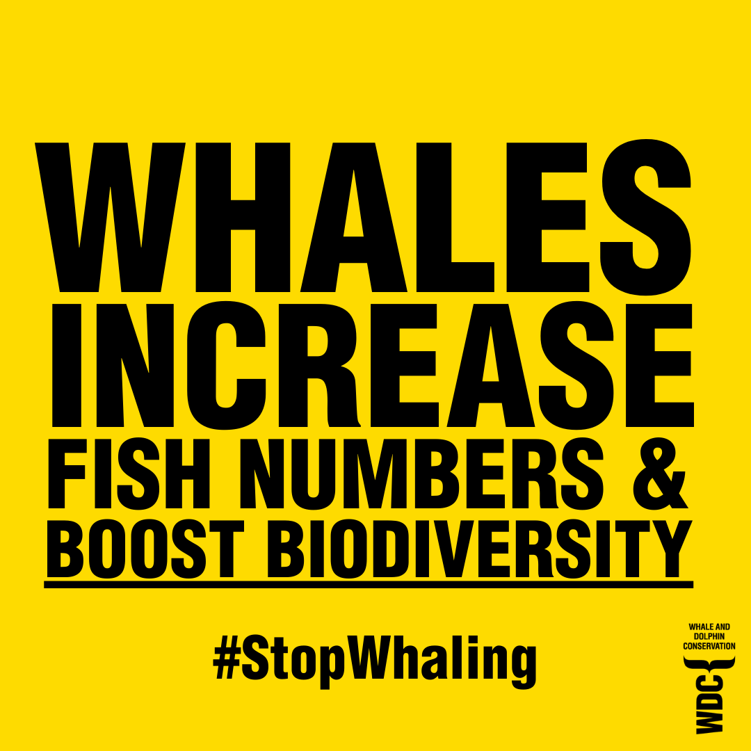 whalesorg_de's tweet photo. 🚨 Shocking #news from #Icland: Fisheries Minister @svasva has just announced that #whaling will be allowed again under "stricter regulations".😠
The claim that with better training and equipment for whalers, or with better killing methods, whaling could ever be humane is a #joke.🙅♀️ We are deeply disappointed that the decision of the Icelandic government is to re-allow whaling after suspending the killing this season. We have been engaging with the government and our partners on the ground to expose the cruelty and show that hunting #whales at sea can never take place humanely. We will keep fighting until this barbaric killing comes to an end - the majority of Icelanders back an end to whaling and we stand beside them. 🙌
#SaveTheWhaleSaveTheWorld 📢💙🐋