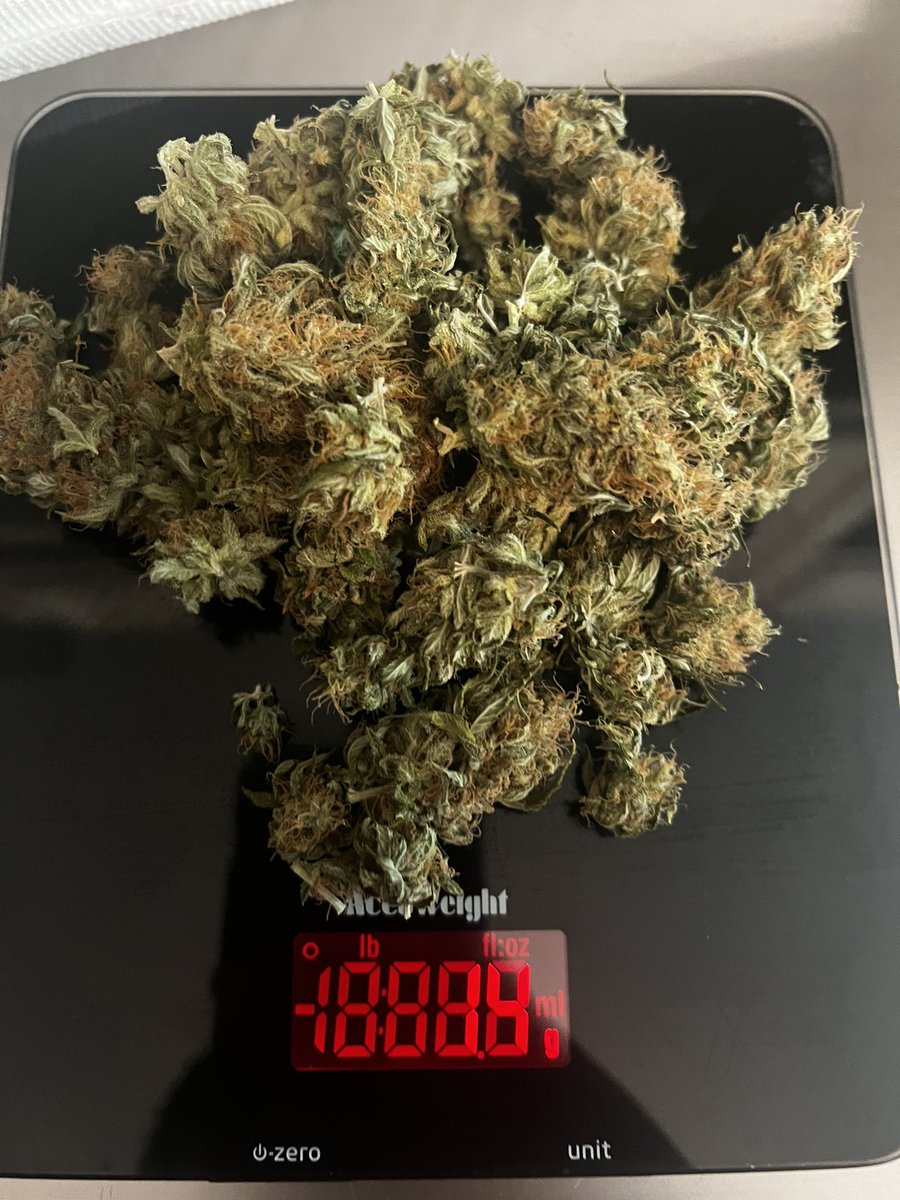 neighbor1800's tweet photo. Do you ever smoke with some sugar leaves on? It is a good high for me and also I hate to trim 😂 #CannabisCommunity #cannabisculture #cannabisgrower #weedlife #weedsmokers #Weedmob #cannabisindustry https://t.co/CjKGRMPgQ0