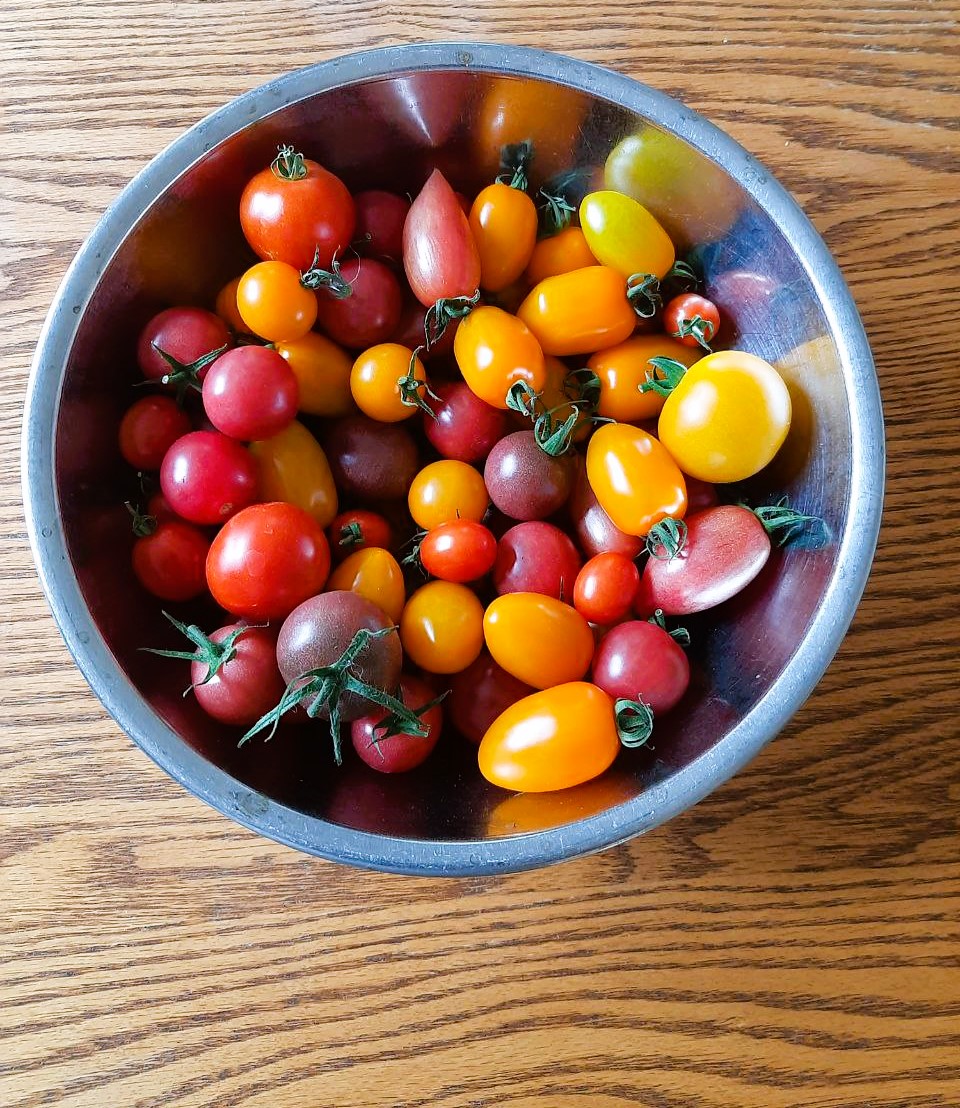 andrewcoppolino's tweet image. &quot;You say tomayto!&quot; Tomorrow on #TheMorningEdition @CBCKW891 0740h @Josette_Lafleur and I talk about this popular fruit -- many of which are still on their vines -- and how Grobe Nursery tests and trials new varieties. #Darkstar #BlackBrandywine #IndigoKumquat #tomatoes #gardening