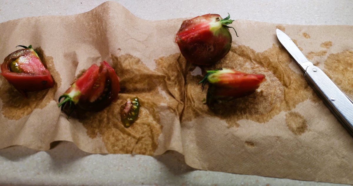 andrewcoppolino's tweet image. &quot;You say tomayto!&quot; Tomorrow on #TheMorningEdition @CBCKW891 0740h @Josette_Lafleur and I talk about this popular fruit -- many of which are still on their vines -- and how Grobe Nursery tests and trials new varieties. #Darkstar #BlackBrandywine #IndigoKumquat #tomatoes #gardening