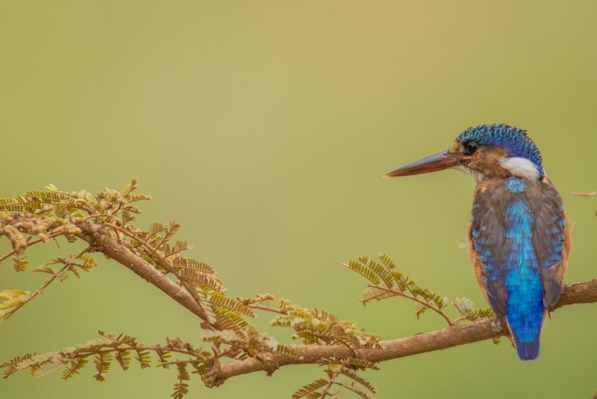 makariosafaris's tweet photo. Immature Malachite Kingfisher spotted by guide @ManziEric_RW at @AkageraPark. #Travel #birding #birders #birdwatch #BirdsSeenIn2023 #BirdsOfTwitter #BlueMoon #explore #Rwanda #KwitaIzina2023 https://t.co/EZUtgpU3fO