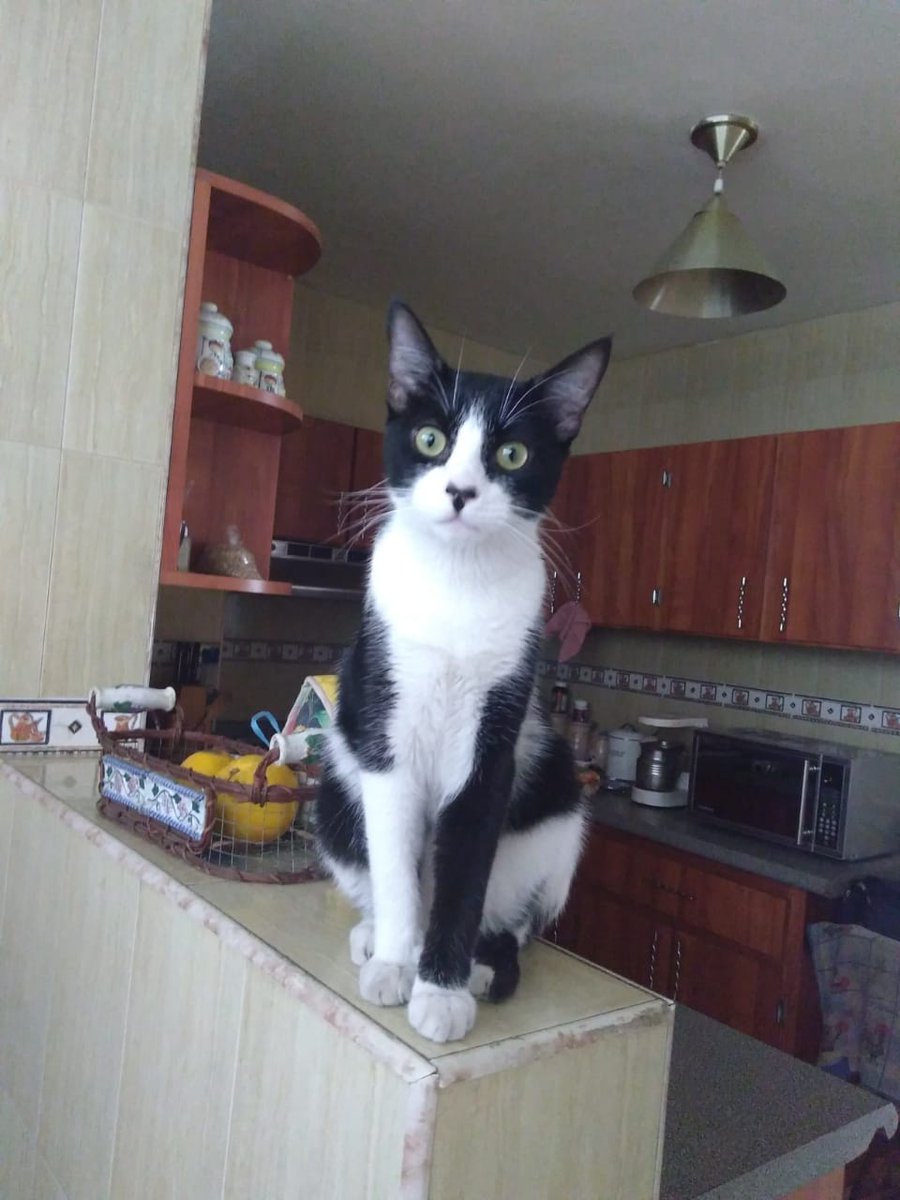 apoyocanino's tweet photo. Este hermoso galán  tiene ocho meses, ya está castrado y le urge encontrar un hogar ya que no puede permanecer en el sitio donde le están dando acogida temporal 

En #Caracas 
Número de contacto 04143092707

#URGENTE #adopta #gatito #casosdeterceros https://t.co/QIbAW35G8v