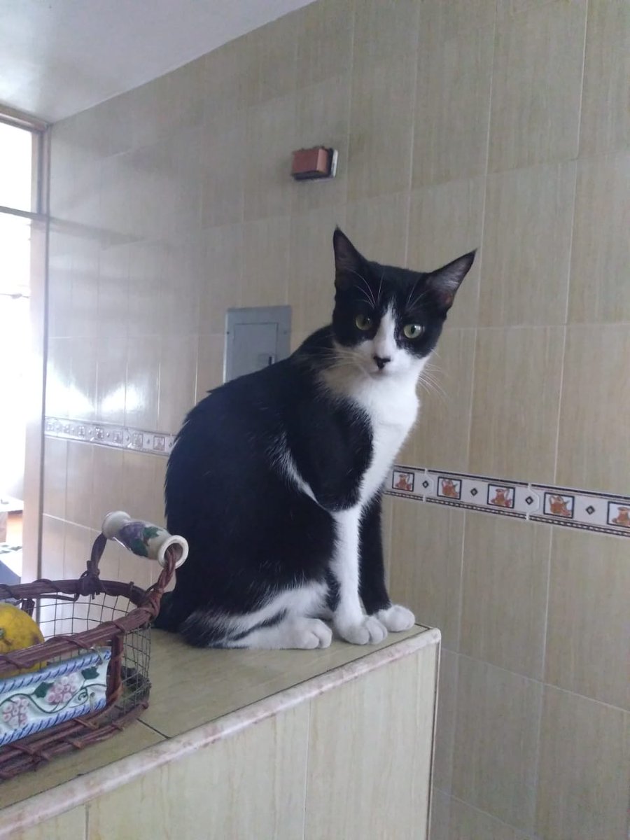 apoyocanino's tweet photo. Este hermoso galán  tiene ocho meses, ya está castrado y le urge encontrar un hogar ya que no puede permanecer en el sitio donde le están dando acogida temporal 

En #Caracas 
Número de contacto 04143092707

#URGENTE #adopta #gatito #casosdeterceros https://t.co/QIbAW35G8v