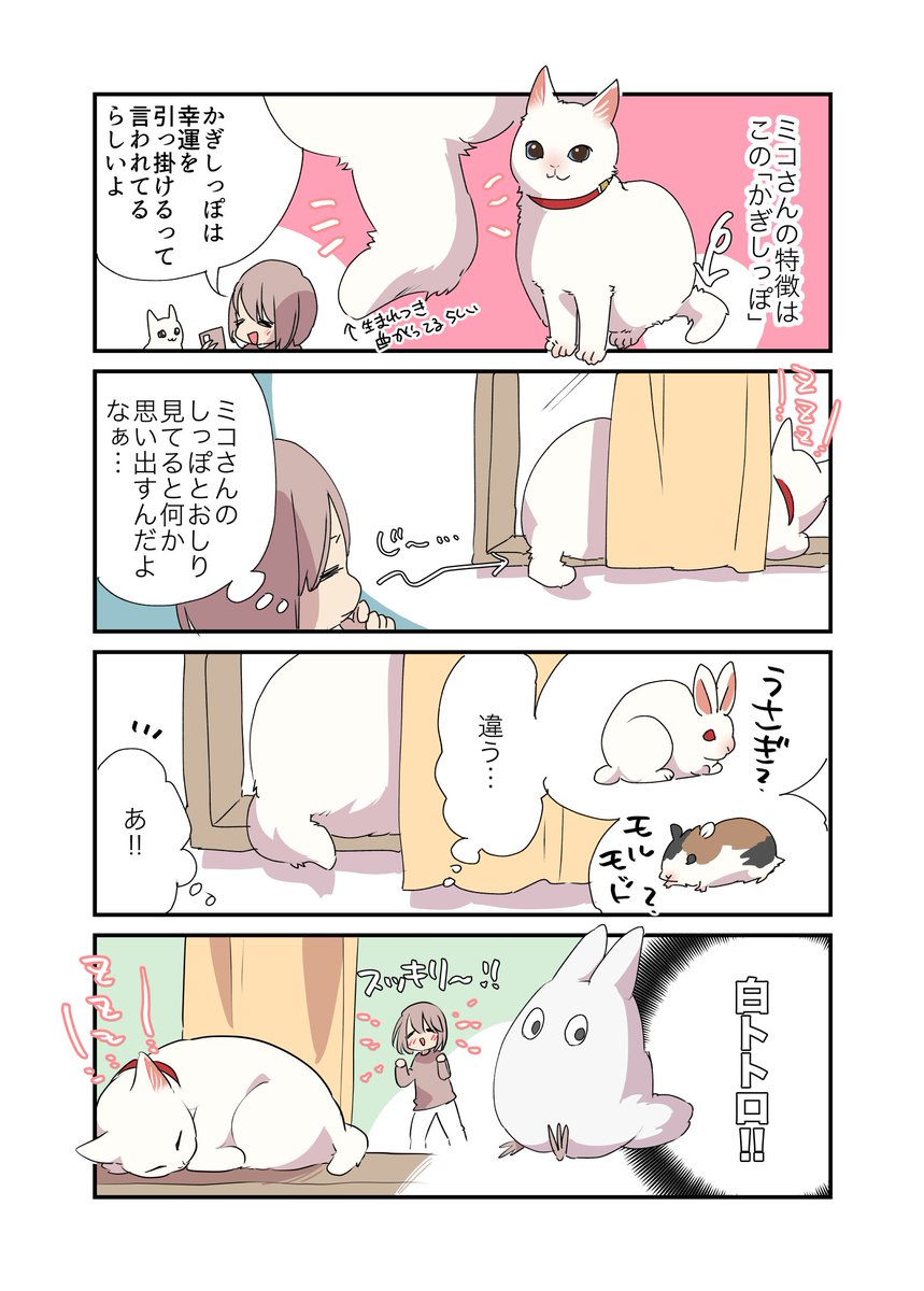飼い猫の尻が○○に似てる話 