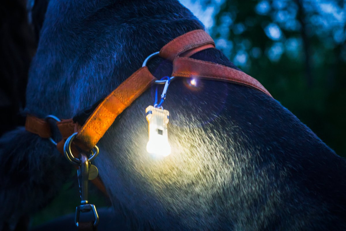 ArmytekInc's tweet photo. 🔦 ARMYTEK COMPACT MULTI FLASHLIGHTS FOR YOUR DOG!
Lightweight body, simple operation, various fastening options.

🔦 CRYSTAL and ZIPPY — absolute choice of all dog owners.
→ The flashlights can be fixed on a harness, or leash to highlight a pet in the… https://t.co/W4Qkdvh7L4 https://t.co/DgqMhWjZba