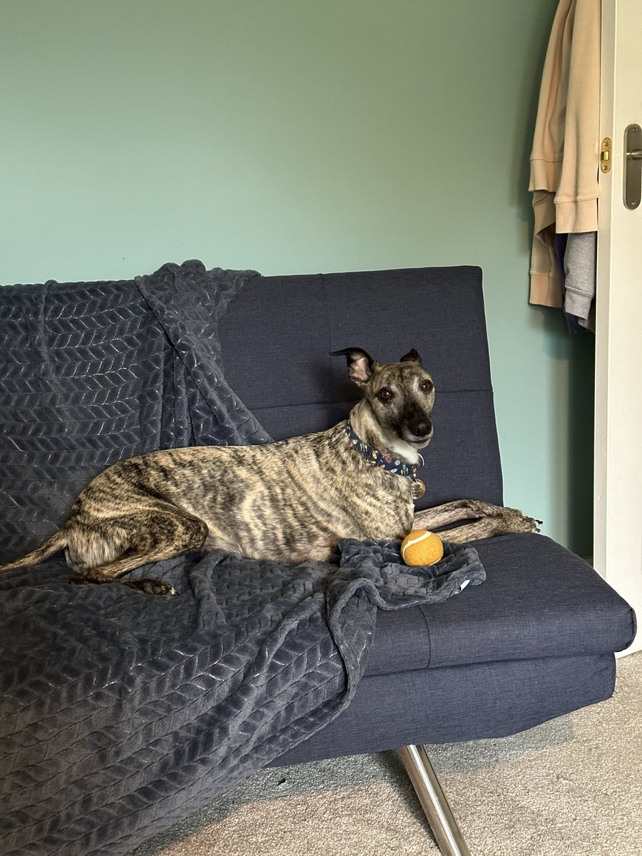 🚀 Dash the Whippet 🚀 tweet media