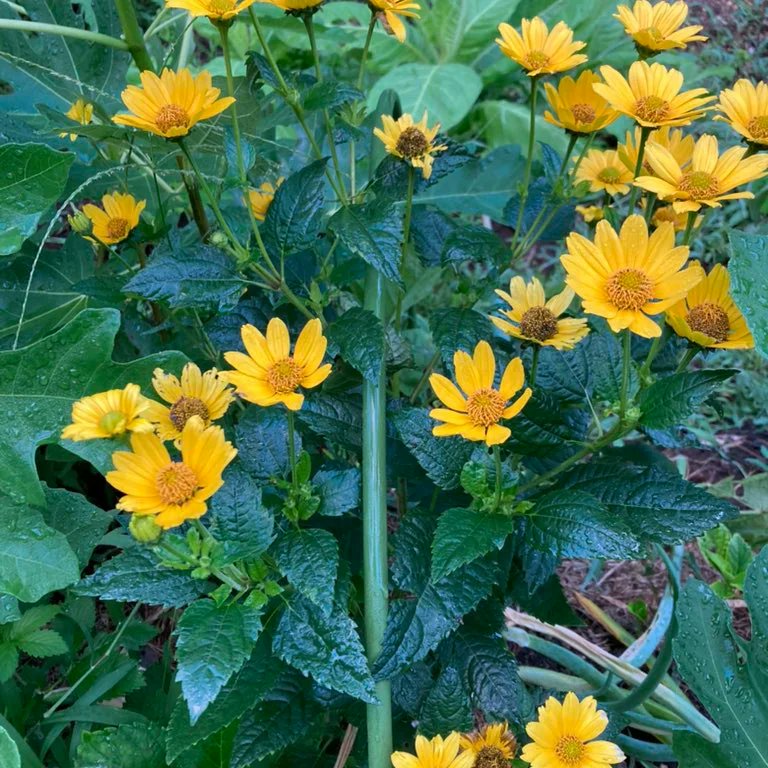 David85519365's tweet photo. 私は花 🌺 と猫が大好きです。娘と猫がとても恋しいので、国に戻るのが待ちきれません。 https://t.co/dBi5xXBT2a