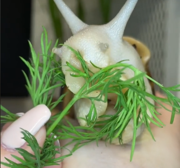 Dungdbvn's tweet photo. Snail #eating #cute #animal #snail #eating #timelapse #cute #animal #pet #funny https://t.co/G9bkPyFE77
