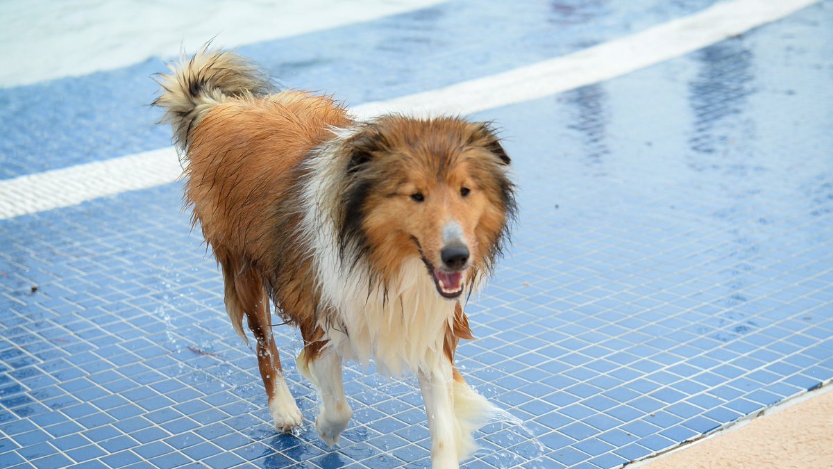 All pups can make a splash at Carrollton’s Pooch Pool Party on Sat., Sept. 9 from 12-3pm at Rosemeade Rainforest. Admission is $5 per dog (humans free). Enjoy vendors, rabies vaccinations, & FREE pet registration by Carrollton Animal Services. Learn more: cityofcarrollton.com/Home/Component…