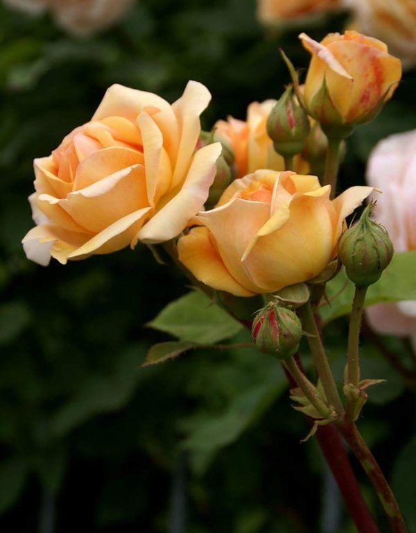 Narure. ..

To ali nice friends and you who follow....,😊😉