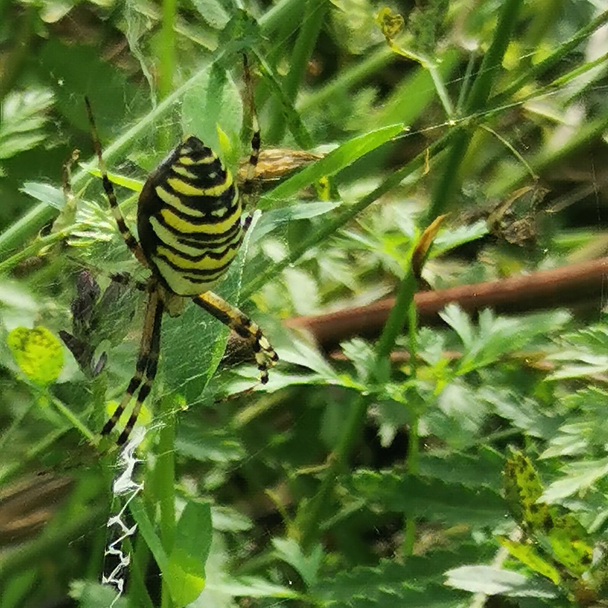 Jedes Jahr im Spätsommer finde ich 1 #Wespenspinne im Garten. Ist es dieselbe wie im letzten Jahr, und wo war sie die ganze Zeit?