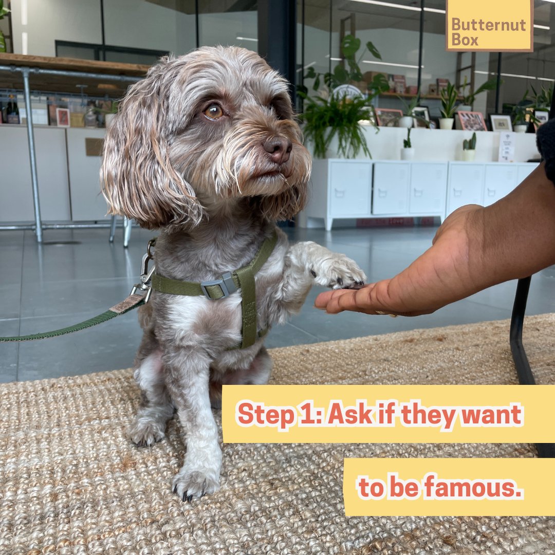 ButternutBox's tweet photo. Entering our Dogs Deserve Fame competition is as easy as 1,2,3...4.

If your dog wants to star in our next TV ad (and why wouldn't they?), check out these four easy steps to submitting your entry via the link in our bio today 🐩

#DogsDeserveFame https://t.co/DyF2hnjFOt