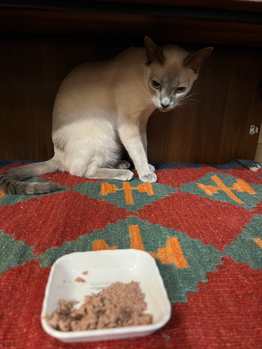 tensentamessage's tweet photo. [230831]

I'm giving the kids their snack after coming home but why is Levi the only one not eating  ㅠㅠ our maknae should gain a some weight 😭 https://t.co/D9ry0RdoGq