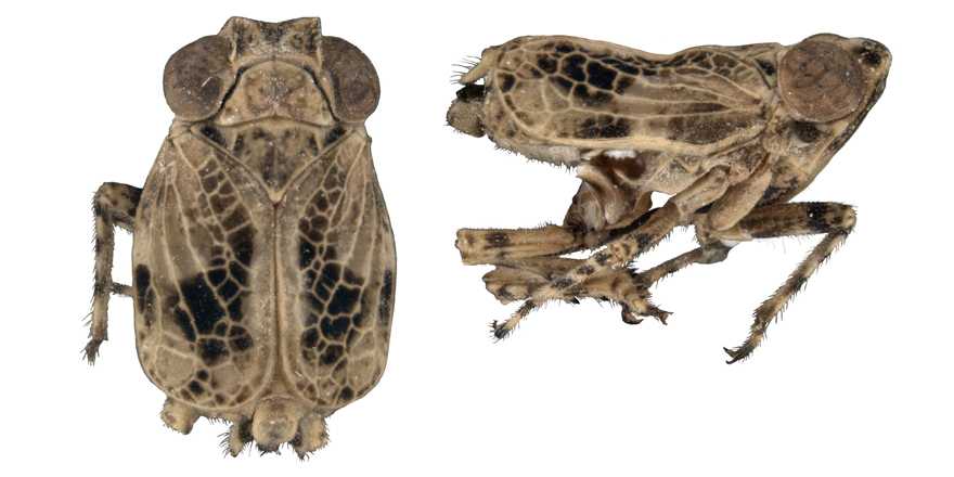 [#entomology] First record of the planthopper tribe Adenissini (Hemiptera:  Caliscelidae) from Socotra Island, with description of a #newgenus and  2 #newspecies

✒️ Vladimir M. Gnezdilov & Igor Malenovský
🔗 DOI: doi.org/10.5852/ejt.20…
#planthopper #Hemiptera  #Caliscelidae