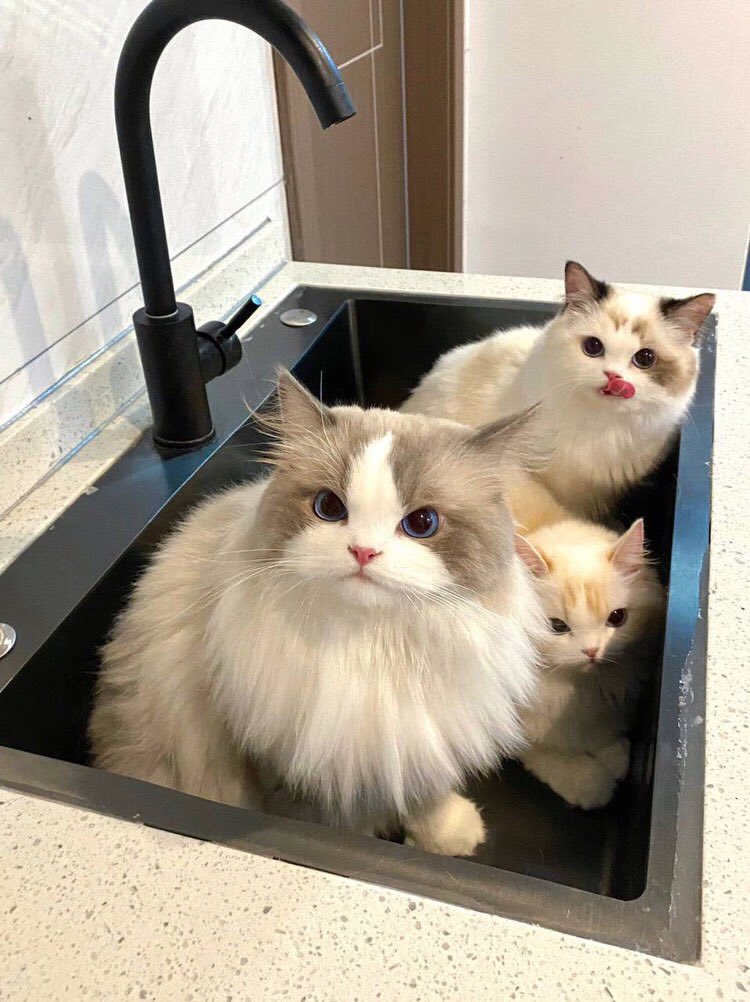very cute 🐱