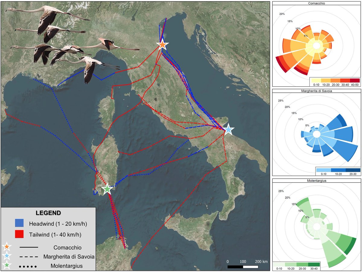 DavideScridel's tweet photo. 🦩🦩New paper on #FlamingoMigration in #Movementecology! Juveniles' migration tied to individual body condition, tailwinds, and prevailing #winds at natal colony. Females fly faster. Birds use strong tailwinds for longer trips. Read more: https://t.co/YwTeuNSu3w #ornithology 🌬️ https://t.co/i1e3rj0n8c