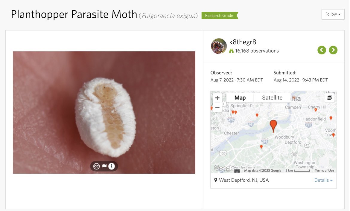 crevicedwelling's tweet photo. thinking about planthopper parasite moths. though they suck planthopper juices I do not think it makes them any less cute, this is an innocent baby marshmallow https://t.co/KuqyuHhRgJ
