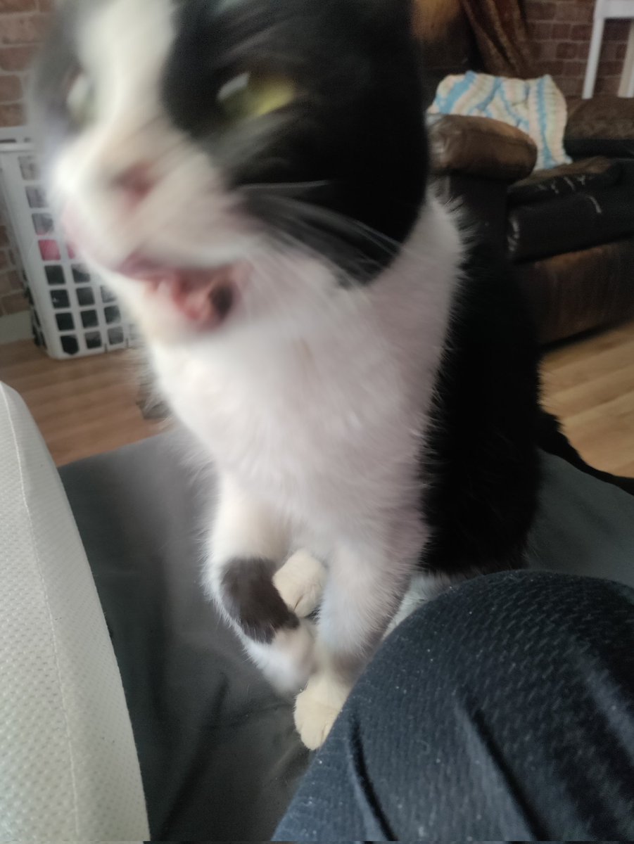 BonkTomato's tweet photo. It's my birthday today! Here's Bobbi as a gift https://t.co/25ShfKuG0k