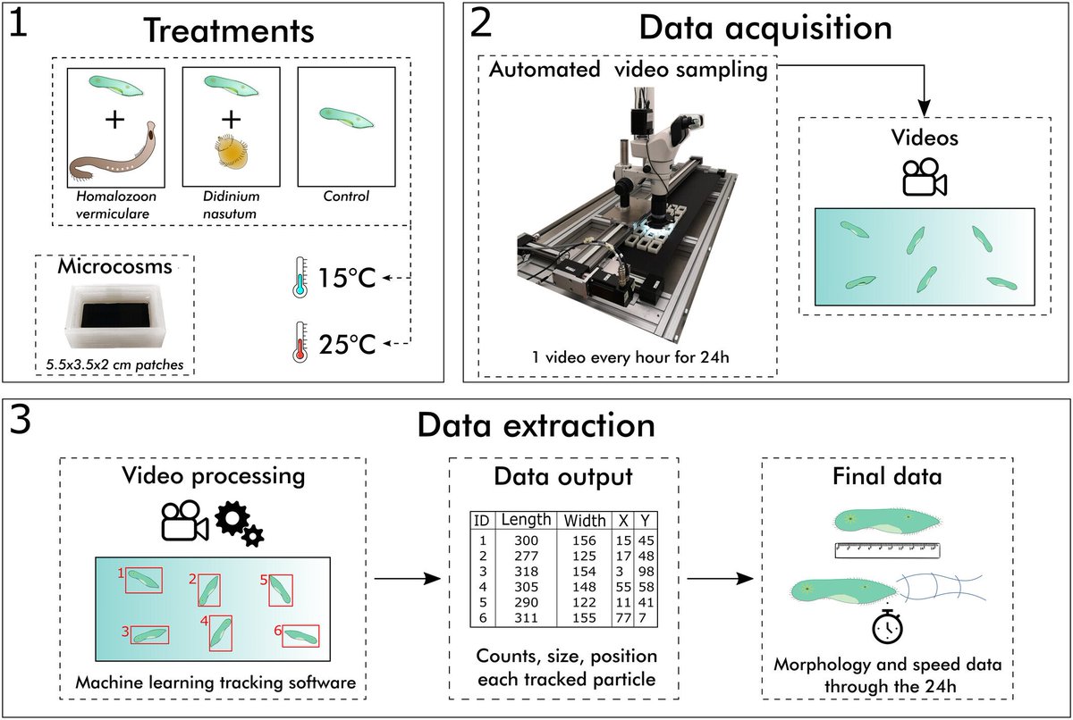 Marc BESSON (@bessonmarc) on Twitter photo Soooo happy 🥳 that the first paper using the automated monitoring framework 🤖💻 that we built in @DrChrisClements' team has been published in <a href="/WileyEcolEvol/">Wiley Ecology & Evolution</a>. Congrats <a href="/FrancescoCerin3/">Francesco Cerini</a> <a href="/Ellie_Wolfe_/">Ellie Wolfe</a> <a href="/duncanobrienn/">Duncan O'Brien</a>! LINK --> doi.org/10.1002/ece3.1… <a href="/BristolBioSci/">University of Bristol Biological Sciences</a> <a href="/BIOM80075242/">BIOM</a> Soooo happy 🥳 that the first paper using the automated monitoring framework 🤖💻 that we built in @DrChrisClements' team has been published in <a href="/WileyEcolEvol/">Wiley Ecology & Evolution</a>. Congrats <a href="/FrancescoCerin3/">Francesco Cerini</a> <a href="/Ellie_Wolfe_/">Ellie Wolfe</a> <a href="/duncanobrienn/">Duncan O'Brien</a>! LINK --> doi.org/10.1002/ece3.1… <a href="/BristolBioSci/">University of Bristol Biological Sciences</a> <a href="/BIOM80075242/">BIOM</a>