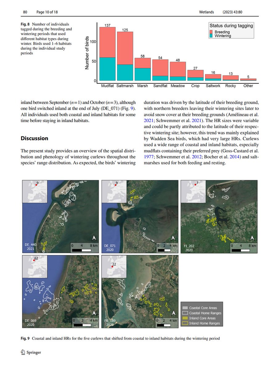 Intruiging and impressive study on #habitat use by wintering #curlew in different parts of Europe, based on an extensive cooperative tagging and tracking study! There was a great diversity in the ways to winter. Home ranges did not differ between sexes. link.springer.com/article/10.100…