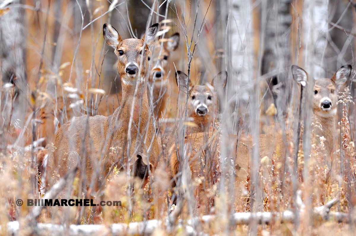 Check out the amazing camouflage displayed by these White-tailed Deer. If not for the four little faces, the animals would be almost invisible.