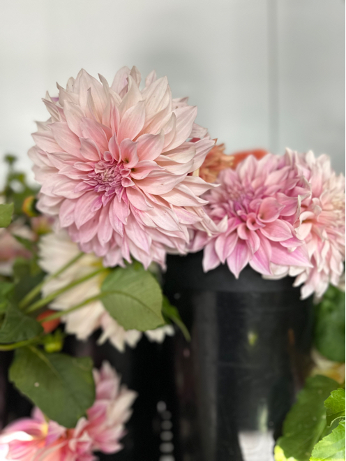 EssexNorthShore's tweet photo. Dahlias for days! Pop up shop this afternoon! #hort #wegrowstuff https://t.co/UakYV5iYZm