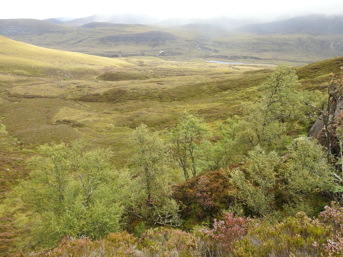 PinkfootedGus's tweet photo. Great to get out into the hills on Monday with Dave at @ElsomsTreesLtd for the #MountainBirchProject. Unfortunately we found no seed on any birch trees over 500m so collected some rowan from around 690m. @CairngormsCo staff had better luck over the hill. Plenty more to check! https://t.co/dSrloFhEaO