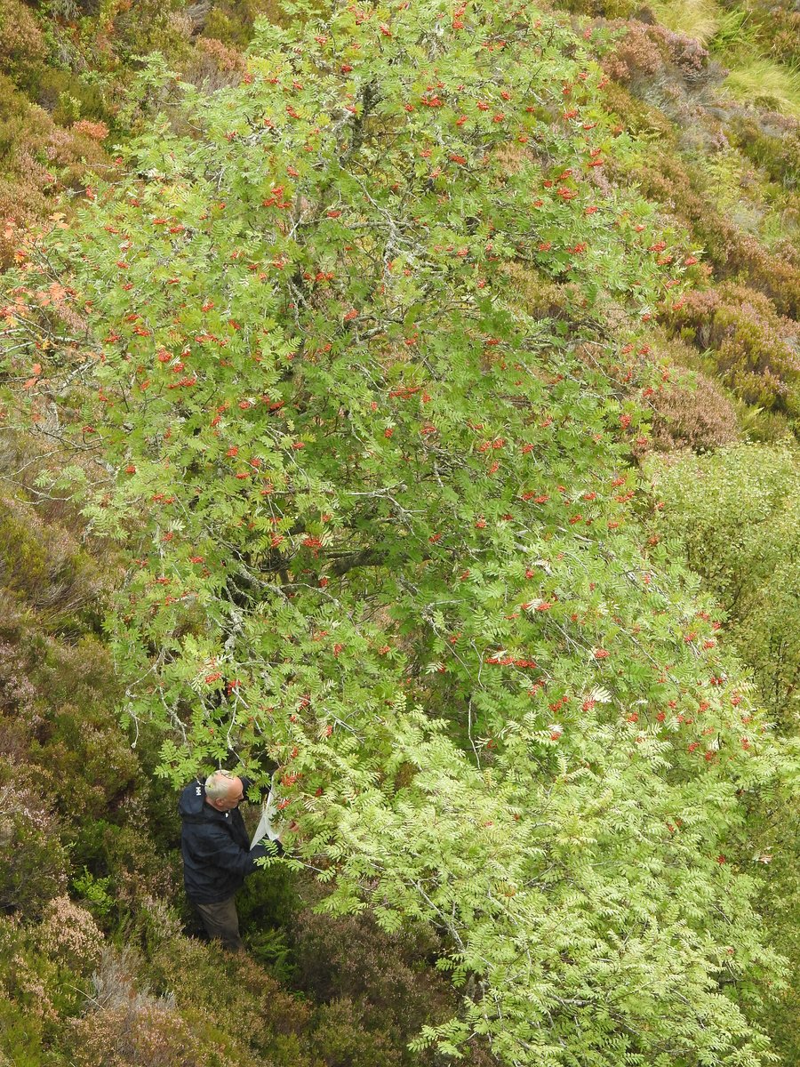 PinkfootedGus's tweet photo. Great to get out into the hills on Monday with Dave at @ElsomsTreesLtd for the #MountainBirchProject. Unfortunately we found no seed on any birch trees over 500m so collected some rowan from around 690m. @CairngormsCo staff had better luck over the hill. Plenty more to check! https://t.co/dSrloFhEaO