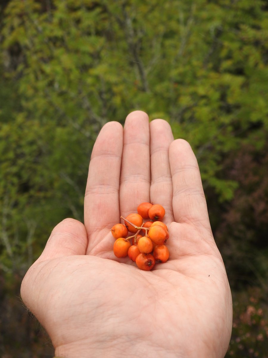 PinkfootedGus's tweet photo. Great to get out into the hills on Monday with Dave at @ElsomsTreesLtd for the #MountainBirchProject. Unfortunately we found no seed on any birch trees over 500m so collected some rowan from around 690m. @CairngormsCo staff had better luck over the hill. Plenty more to check! https://t.co/dSrloFhEaO
