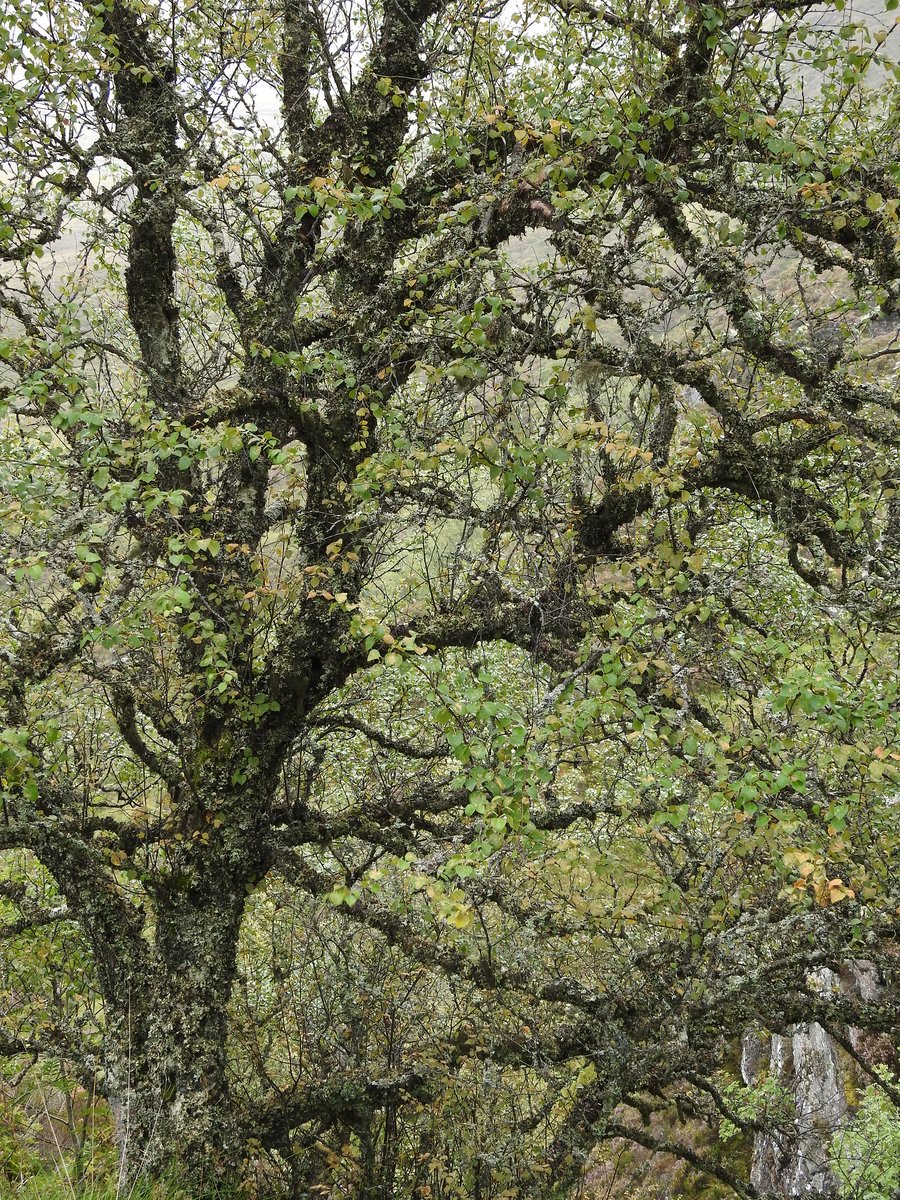 PinkfootedGus's tweet photo. Great to get out into the hills on Monday with Dave at @ElsomsTreesLtd for the #MountainBirchProject. Unfortunately we found no seed on any birch trees over 500m so collected some rowan from around 690m. @CairngormsCo staff had better luck over the hill. Plenty more to check! https://t.co/dSrloFhEaO