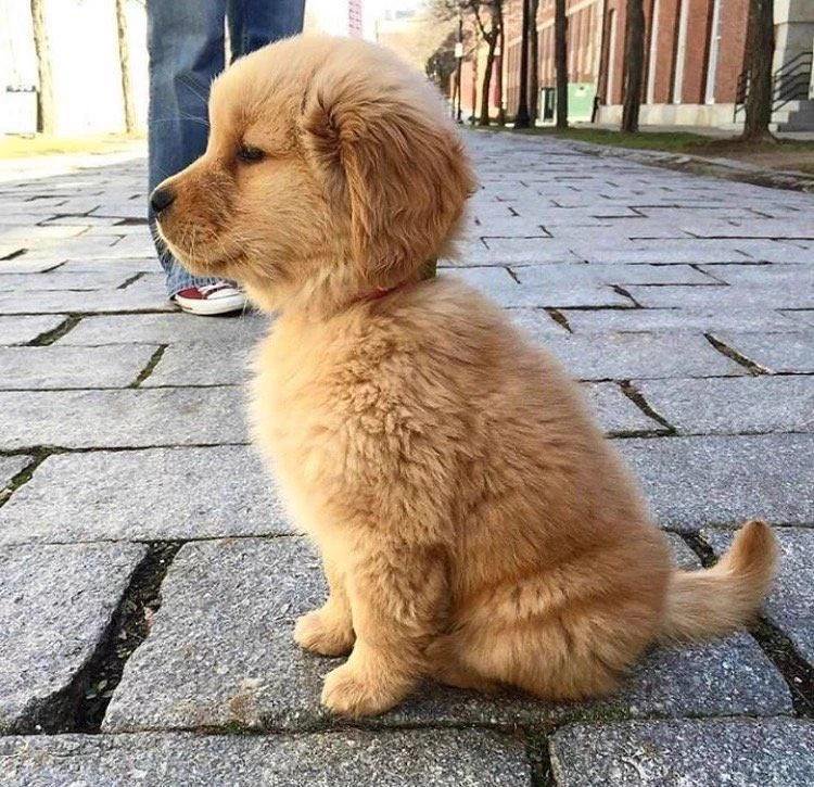 puppies video tweet media
