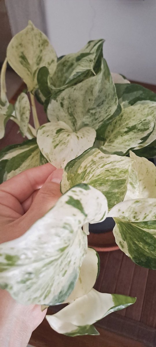 thorycah's tweet photo. Beautiful #marblequeen 🪴🍃🤍🍃
#plants #plantmom #garden #green https://t.co/kE20GTmCtW
