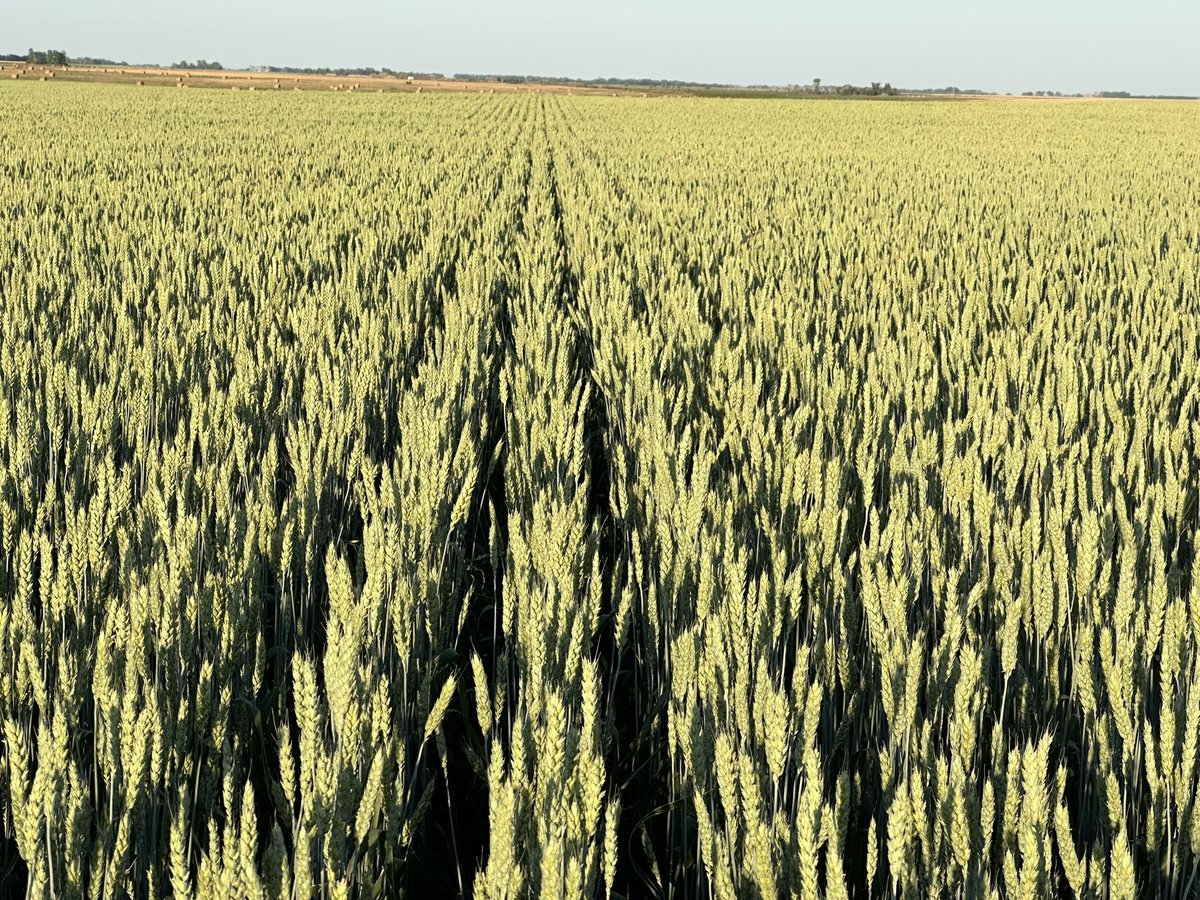 TimHoranUSRS_NP's tweet photo. Robert Schaefers awnless wheat had Ace on it keeping it looking good this year with dry conditions. #miravischallenge #miravisace @Nelson_NPlains @BChrisNP @TimMcIntyreNP @SyngentaWestern https://t.co/F8tk95DNlR