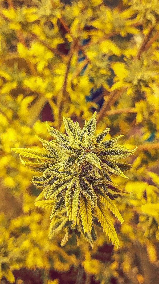 La flor amarilla que te quiero regalar en setiembre 🤤❤️‍🔥