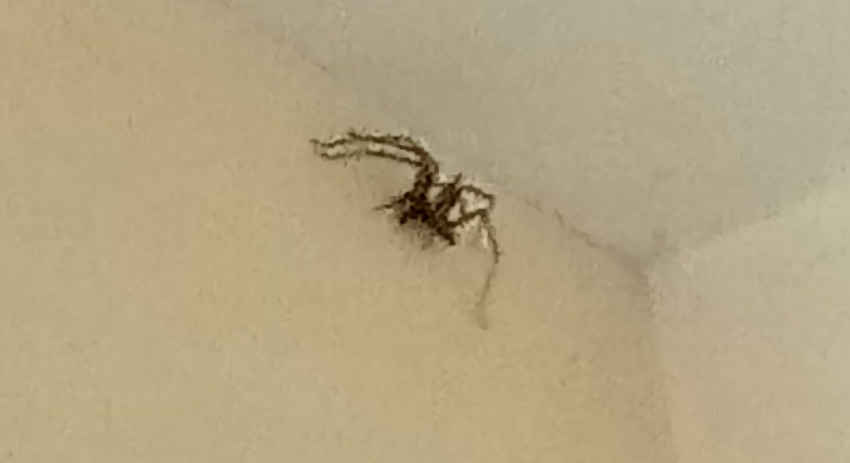 kcfluidart's tweet photo. Nope, nope, nope!!!!!
2 of these!!!!! this is karma for what I posted yesterday about spiders
#spiders #hatespiders #dontlook #crying https://t.co/QNbME6tRiD
