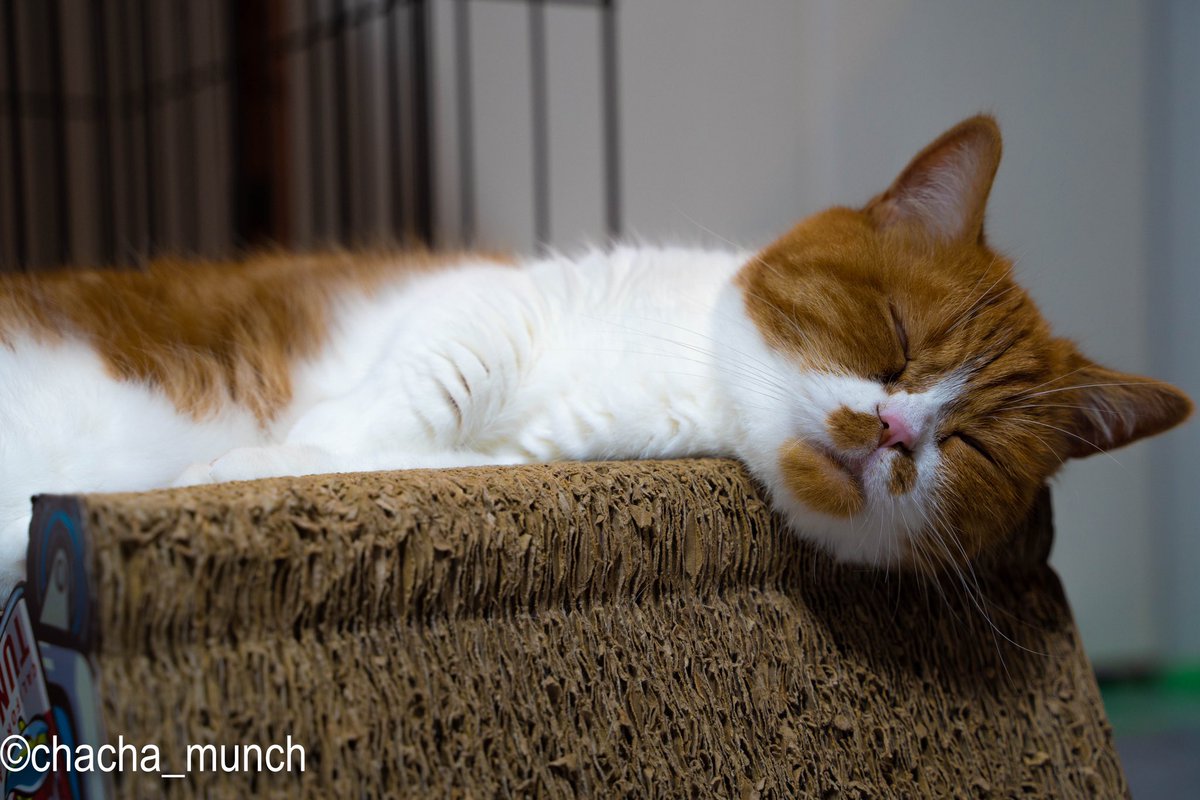 chacha_munch's tweet photo. お留守番を頑張って
良い夢がみれそうな ちゃちゃ

#猫のいる暮らし #マンチカン #猫がいる幸せ https://t.co/Z7vu09mRq1