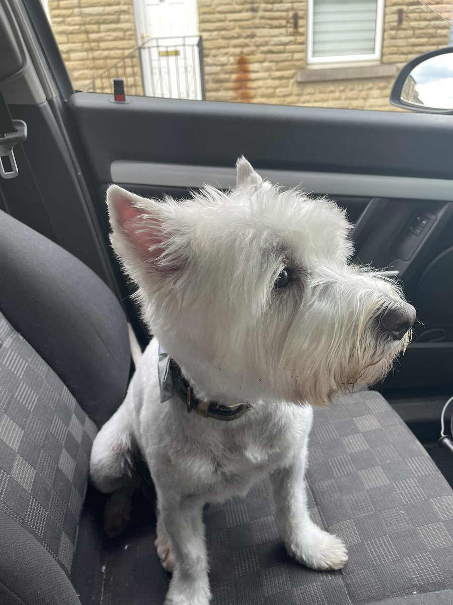 Bobby Watson RIP Busby Watson, Archie, Winston ❤️ tweet media