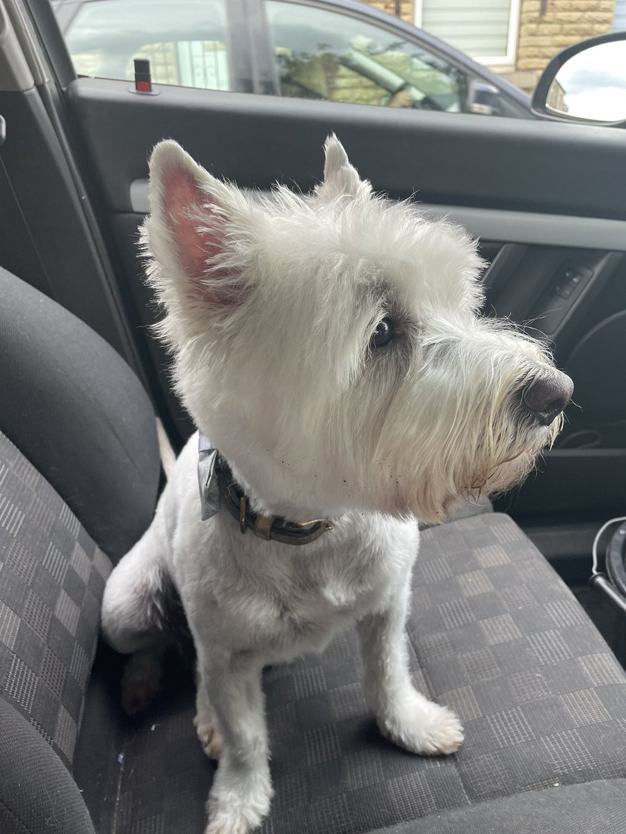 Bobby Watson RIP Busby Watson, Archie, Winston ❤️ tweet media