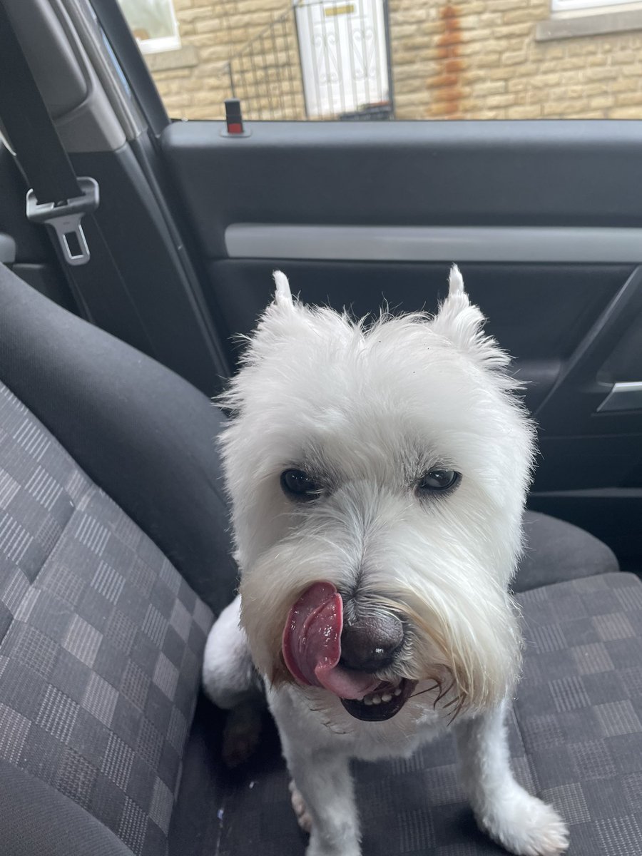 Bobby Watson RIP Busby Watson, Archie, Winston ❤️ tweet media