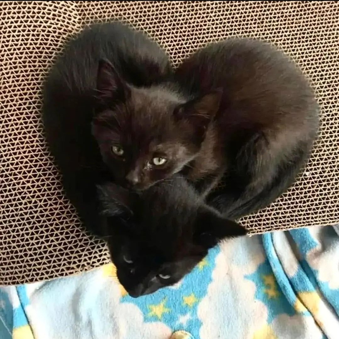 DontShowYourCat's tweet photo. Black Hearted https://t.co/glecVzZU9P