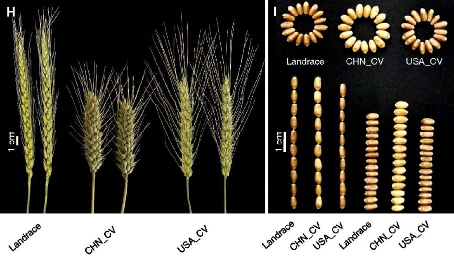 Whole-genome sequencing of diverse wheat accessions uncovers genetic changes during modern breeding in China and the United States (Jianqing Niu, Shengwei Ma, Shusong Zheng, Chi Zhang, Yaru Lu, Yaoqi Si, Shuiquan Tian, Xiaoli Shi, et al) buff.ly/47VqDgB <a href="/ASPB/">ASPB</a> #PlantSci