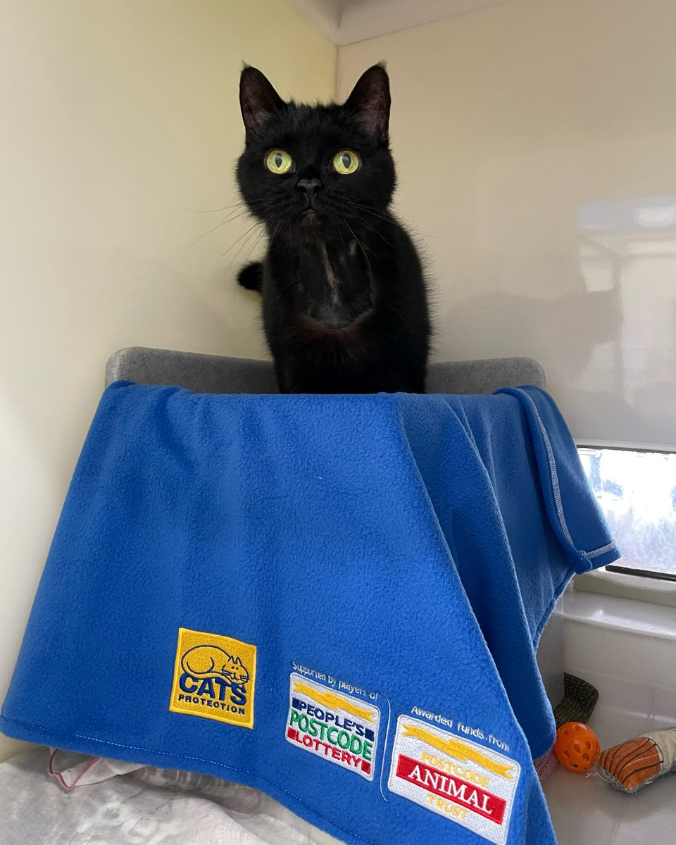 CatsProtection's tweet image. Mature moggy Sweetpea is lucky to be alive after being found dumped in her carrier at a local tip. @CP_Derby_AC, whose work is kindly supported by #PostcodeLotteryPeople, stepped in to care for Sweetpea, and she is now ready to be adopted! spr.ly/AdoptSweetpea