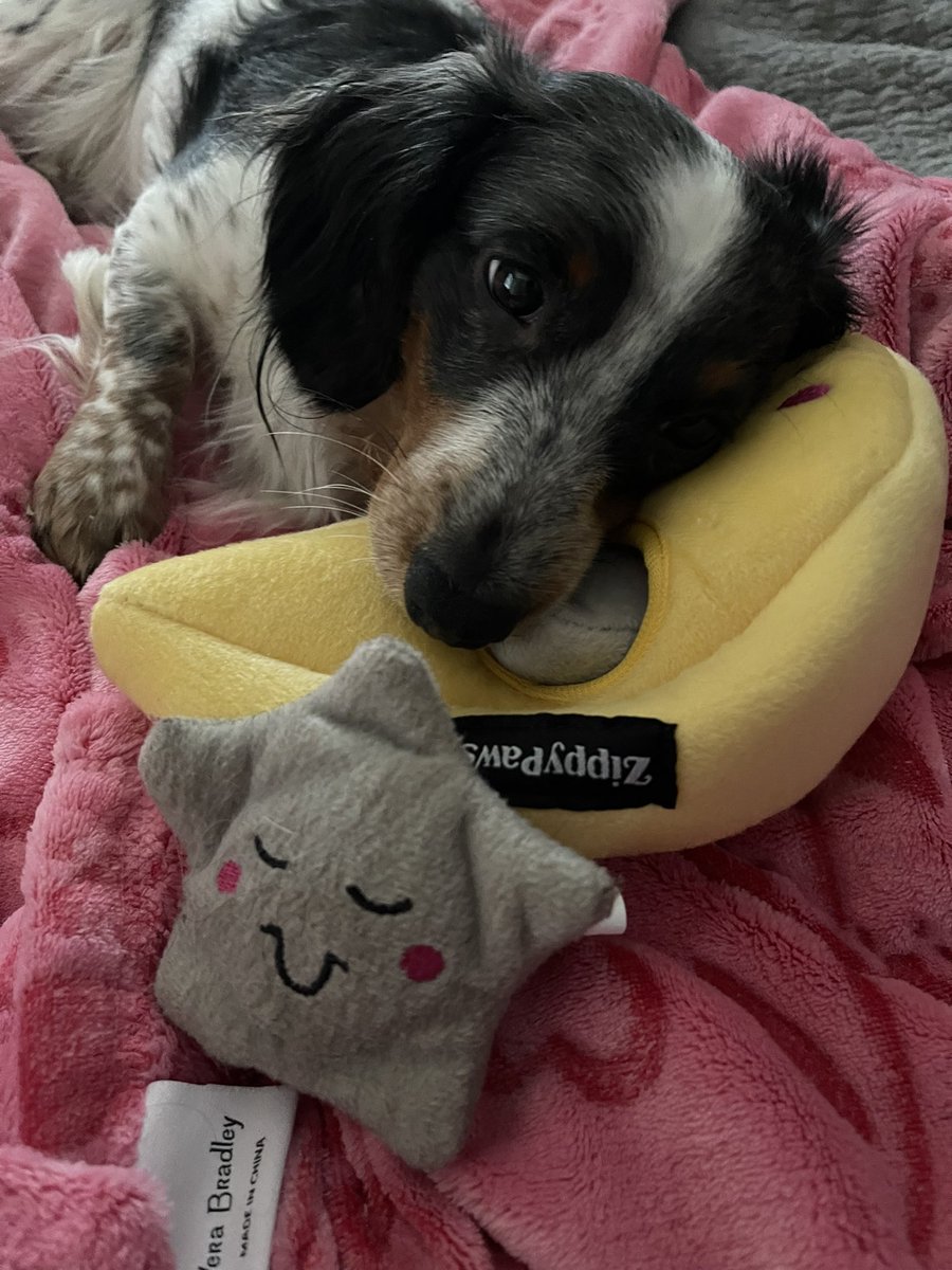 Phenny128's tweet photo. We’ve had to buy two of these Moon &amp; Stars burrow toys. He only likes the stars… he wore one completely out, and sadly, it can’t be found (I WISH I could find it, it was his favorite). All the stars are named Patrick (think SpongeBob). https://t.co/0sXjeaMke8