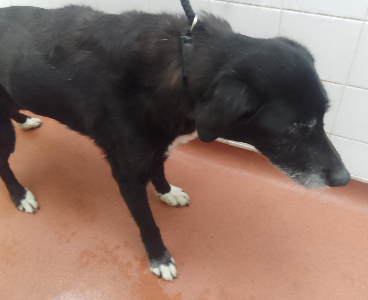 Urgent, please retweet to HELP FIND THE OWNER OF THIS STRAY BORDER COLLIE CROSS #EPSOM #EWELL #SURREY #UK Elderly female, chip not registered found 30 August Now in a council pound, she could be missing or stolen form another region, please share widely🌟🌟🌟 DETAILS or…