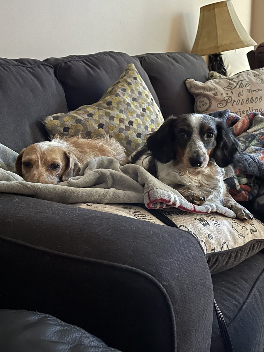 Phenny128's tweet photo. Phoebe &amp; Franklin… they love each other so much. https://t.co/16DmdOuFrX