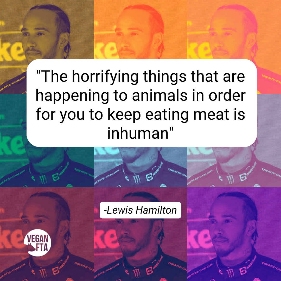 99% of animals are factory farmed in the US, and most recent estimates indicate around 85% in the UK 😔

But factory farmed or not - their exploitation, abuse and inevitable slaughter is unjustifiable 💔

Thanks @lewishamilton

#vegan #formula1 #veganathlete #vegans #animalrights