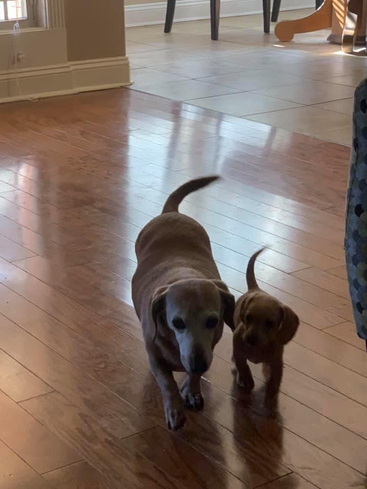 Phenny128's tweet photo. I miss my Scrappy each &amp; every day. I found these from when Phoebe was a baby, and it’s so sweet how she took to him. He was her bff when she was little. Dixie tolerated her, now she loves her! https://t.co/5Pt2ZWypbm